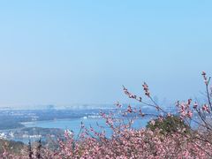-香雪海