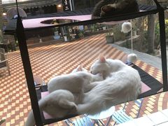 大堂-有猫主题·治愈系猫咖(曾厝垵店)