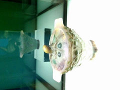 android_upload_pic-上海琉璃艺术博物馆