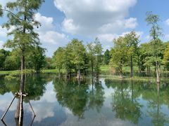 -贡湖湾湿地公园