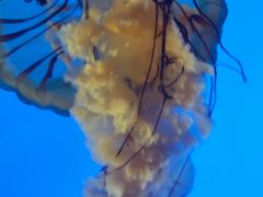 -太平洋海底世界