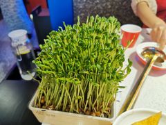 鲜采豆苗-蛙二爷美蛙火锅基地(温州总店)