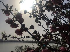 -丁香湖公园