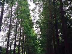 -黄海国家森林公园