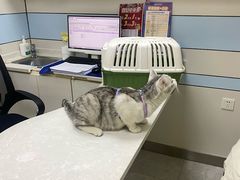 -中农国际动物医院24小时·猫科·骨科·急重症中心