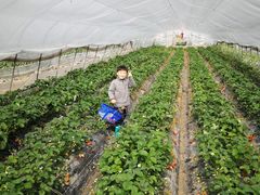 -小鱼草莓采摘园农家乐·小鱼餐厅
