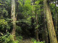 -天目山大树王景区