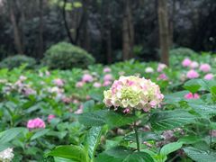 -上海滨江森林公园