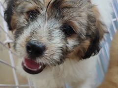 -桂林市花鸟市场