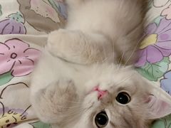 -三花喵·撸猫购宠·宠物生活馆(虹桥南丰城店)