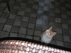 -荷风细雨·中国茶宴(碧云店)