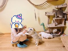 -Meowの猫咖(万家丽店)