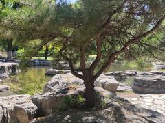 -莲花池公园