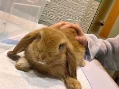 -雨林宠物医院 非犬猫异宠专科
