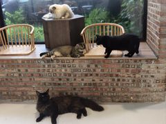 -豆逗聊愈猫阁Easy Life