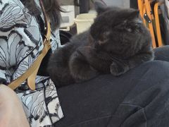 -平行世界·猫咖(首经贸店)