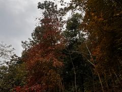 -广州市流溪河国家森林公园