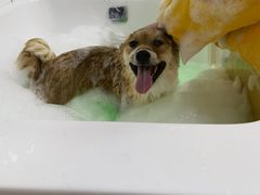 -派多格宠物·购宠(靛厂路店)