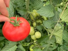 -万源龙顺度假庄园生态观光园