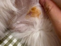 -北京赛佳动物医院