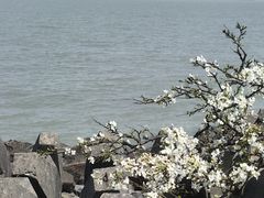 -上海滨江森林公园