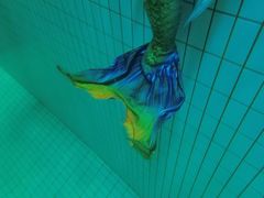 -重庆市奥林匹克体育中心-游泳跳水馆