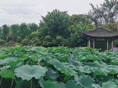 -莲湖公园