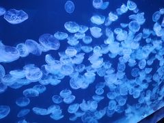 -大连老虎滩海洋公园