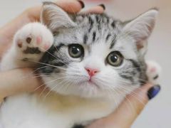 -欣宠猫屋·矮脚拿破仑·蓝金金渐层