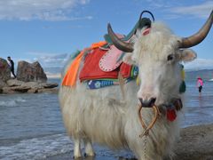 -青海湖国家重点风景名胜区