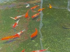 -南普陀素菜馆