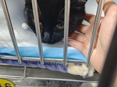 -达爱动物医院·犬猫分区·CT·复杂眼科(远洋山水分院)