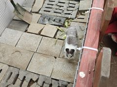 -王借岗森林公园