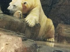 -海合安武汉极地海洋公园