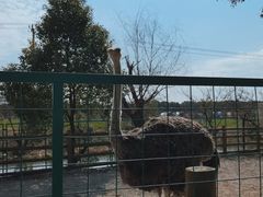 -苏州太湖西山岛开心农场