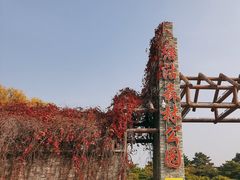 -塘沽森林公园