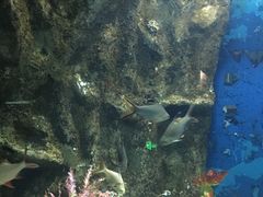 -苏州海洋馆