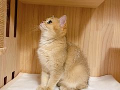 -1013 PET SHOP精品宠物商店(丁香店)