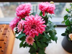 -双季花艺园艺市场(浦东店)