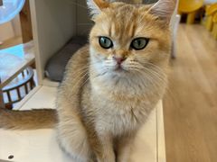 -有喵·猫咖·狗咖·40+猫狗有小奶狗(岗厦店)