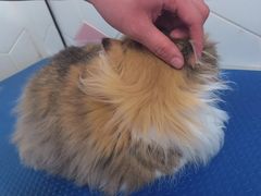 -瑞鹏宠物医院(大运分院)