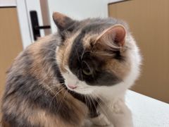 -瑞派康怡24h宠物医院·犬猫医疗中心·微创绝育(瑞景分院)