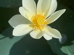 -顾村公园