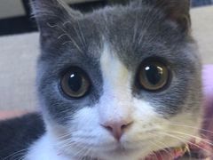 -艾贝尔宠物医院·狂犬免疫点(江山金象城店)