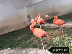 -成都动物园