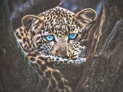 -罗红摄影艺术馆