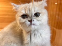 -猫十亿·布偶金渐层·曼基康矮脚猫舍(青年路店)