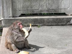 -苏州上方山国家森林公园