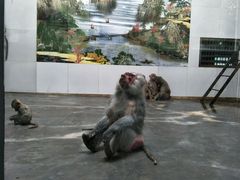 -西安秦岭野生动物园