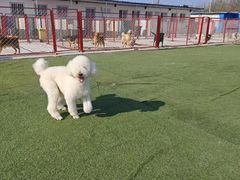 -宠物寄养训练学校
